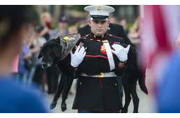 Több százan búcsúztatták a hős bombakereső kutyát utolsó útján