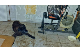 Borzalmas körülmények között élt egy nő és egy öreg, beteg kutya egy pincében – a rendőrség eljárást indított