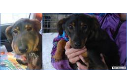 Fülöpre emlékeztető bántalmazáson átesett kutyát mentettek a békési állatvédők