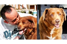 31 éves korában szenderült örök álomra Bobi, a világ legidősebb kutyája