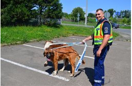 Autópályáról mentettek kutyákat a rendőrök