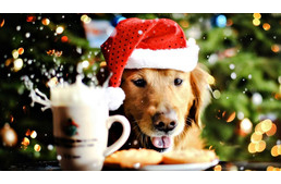Karácsonyi cukorvarázs és kutyánk jóléte
