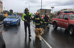 Genovai tragédia: a kutyákkal is segítették a romok átkutatását