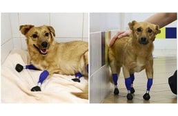 3D nyomtatóval készült lábacskáin újra boldogan sétál a súlyosan bántalmazott kutya