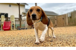 4000 kísérleti beagle kezdhet új életet az állatmentők elképesztő összefogásának köszönhetően