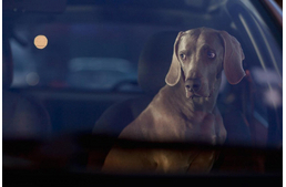 Bezártság, magány, bizonytalanság - Kutyák az autóban