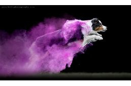 Színes festékpor és kutyák - így születnek a lenyűgöző fotók