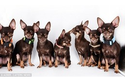 A világ legkisebb kutyája, akit 49 alkalommal klónoztak