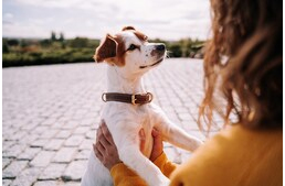 5 dolog, amit a kutyád szívesen elmondana Neked, ha tehetné