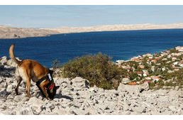Kutyák segítik a régészeti leletek feltárását Horvátországban