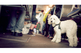 Módosítás a BKK szabályzatban - így érinti a kutyával utazókat