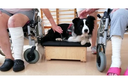 Terápiás kutyák segítik a mozgásszervi rehabilitációt az egri kórházban