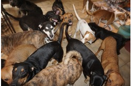 Közel 100 kutyát fogadott be egy nő az otthonába, hogy megvédje őket a Dorian hurrikántól