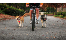 Biciklizés kutyával - Mi a legális módja? 