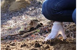 Horror Hajdúsámsonon: több mint száz kutya maradványát találták meg gödrökbe elásva