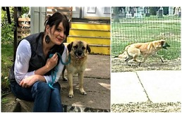 Hűség: 97 napig vándorolt a kutya, hogy visszatérhessen az állatmentőhöz, aki a szívéhez nőtt