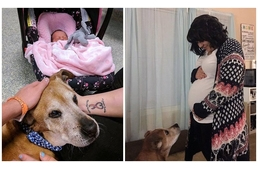 Megvárta gazdái kislányának születését a 18 éves kutya, mielőtt átkelt a Szivárványhídon