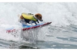 Mindenki odavan a szörföző kiskutyáért