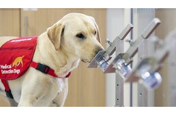A PCR-teszteknél is pontosabban jelezhetik a speciálisan képzett kutyák a COVID-19 fertőzést