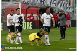 A chilei focicsapat játékosai menhelyi kutyákkal vonultak be a pályára