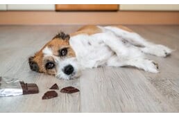 Vigyázat, mérgező! Avagy miért nem ehet a kutya csokoládét?