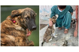 A hátrahagyott kutyákat is mentik Afganisztánból nemzetközi összefogás keretében