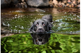 Szép időben vízparton: a kék-zöld alga okozta mérgezés a kutyákra is veszélyes lehet
