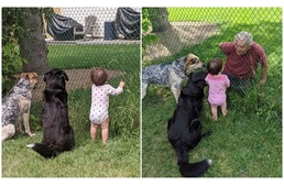 A pici lány is felsorakozik a kerítésnél, mikor a szomszéd jutalomfalatot ad kutyáinak