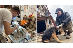 A konyhaasztalon műti a sérült kutyákat és macskákat az elhivatott ukrán állatorvos