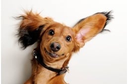 A kutya arckifejezései II. – Miről mesélnek a fülek?