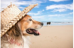Napégés kutyáknál - Vigyázzunk, a szőr csak részben véd!