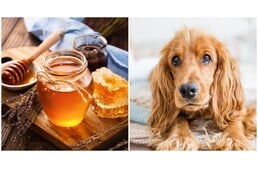 A méz áldása - Kutyánk számára is egészséges finomság