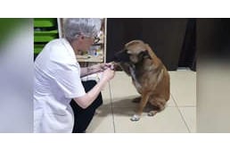 Megható módon kért segítséget egy patikustól a sérült mancsú kóbor kutya