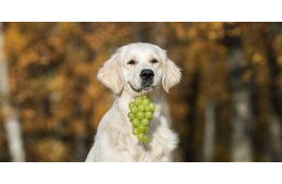 Szőlő és mazsola: mérgezést okozhatnak kutyáknál