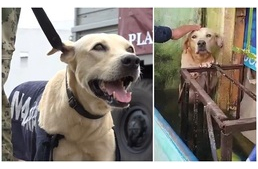 Tengerészgyalogosok mentették ki az árvízből a kimerült kutyát, majd örökbe is fogadták