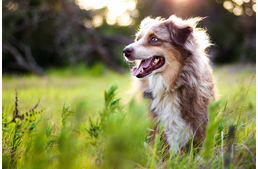 Idős kutyát fogadnál örökbe? Van 5 remek érvünk mellette!
