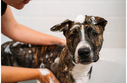 Fürdetés: 6 tipp, hogy kellemesebbé tehesd kutyád számára