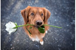 Ezekkel a virágokkal vigyázz, mérgezőek lehetnek kutyádra!