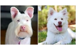 Albínó vagy fehér kutya – Mi a különbség?