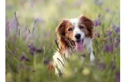 7 gyakori tünet, ami allergiát jelezhet a kutyáknál