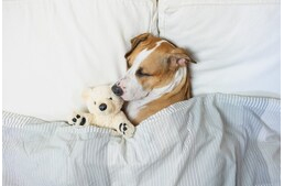 Miért nyüszögnek alvás közben a kutyák?