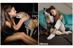 "Imádom a kutyáimat" - Ariana Grande szíve az árva kutyáké, állatmenhelyet készül nyitni