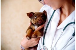 Kutya az állatorvosnál - Ezért fontos a rendszeres állapotfelmérés
