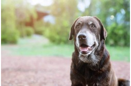 Az időskori demencia előfordulása évente 50%-kal nő, miután a kutya betölti a 10. életévét
