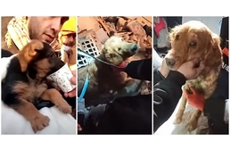 Az ötödik és hatodik napon is találtak kutyákat a földrengés után a romok alatt
