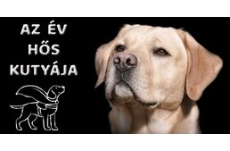 Figyelem, az Év Hős Kutyája kerestetik!
