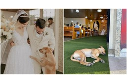Belopózott az esküvőre a kóbor kutya – így talált életre szóló otthonra