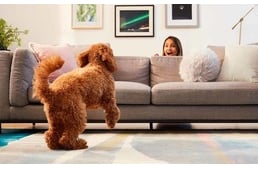 3 játék otthonra, mely kutyádat is szórakoztatni fogja