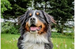 Egyes kutyafajták hajlamosabbak lehetnek a daganatos betegségekre