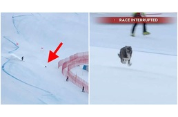 Belógott a sípályára a kutya, és majdnem megnyerte az Alpesi Sí Világkupát